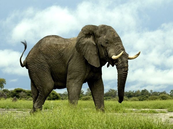 
	
	Voi hay bị săn bắn để lấy ngà, nhưng tại một số nước Châu Phi, voi còn bị bắt để lấy thịt. Một chú voi trưởng thành có thể đem về hơn nửa tấn thịt.