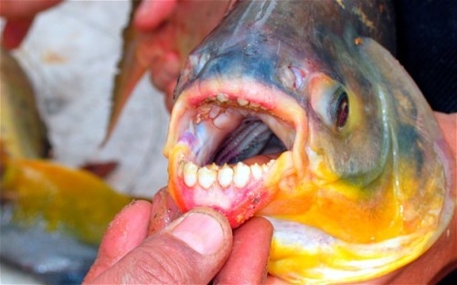 Loài cá có nguồn gốc từ Nam Mỹ, với đặc điểm tấn công bộ phận sinh dục ở nam giới, mới được nhìn thấy ở Nga.