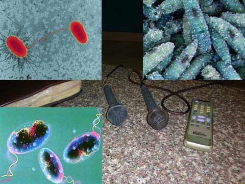 
	
	Kết quả xét nghiệm phát hiện vi khuẩn từ micro karaoke.