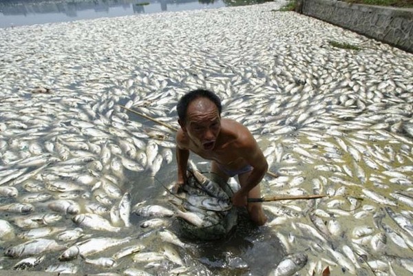 
	
	Việc ô nhiễm nguồn nước không chỉ tác động đến cuộc sống của con người, mà còn gây ra tác hại nặng nề trực tiếp đến những sinh vật sống dưới nước. Hàng nghìn con cá đã chết vì nguồn nước bẩn ở thành phố Vũ Hán, tỉnh Hồ Bắc. 