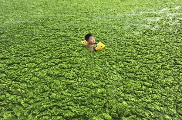 
	
	Một cậu bé đang lội trong dòng nước bị bao quanh bởi đám tảo lục khổng lồ tại thành phố Thanh Đảo, tỉnh Sơn Đông