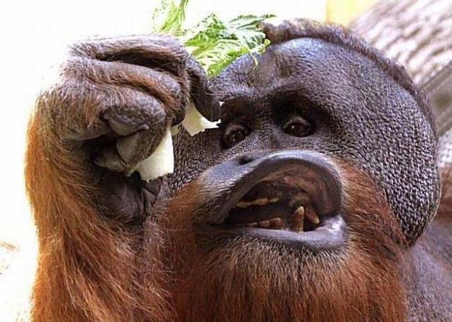 Ảnh khỉ đột: Nếu bạn thích những động vật đáng yêu và hài hước, thì hẳn không thể bỏ qua những bức ảnh về khỉ đột. Tận hưởng những khoảnh khắc sống động cùng chúng trong ảnh!
