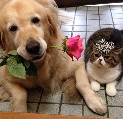 Hình ảnh của cặp đôi chó - mèo sẽ giúp bạn hiểu rõ hơn về tình bạn đẹp giữa hai loài vật khác nhau này. Bạn sẽ có cơ hội đón nhìn những hình ảnh đáng yêu của cặp đôi này, chắc chắn sẽ khiến bạn cảm thấy ấm lòng và xuýt xoa. Các bạn sẽ thấy tình bạn của chúng là một điều thật đáng trân trọng trong cuộc sống.