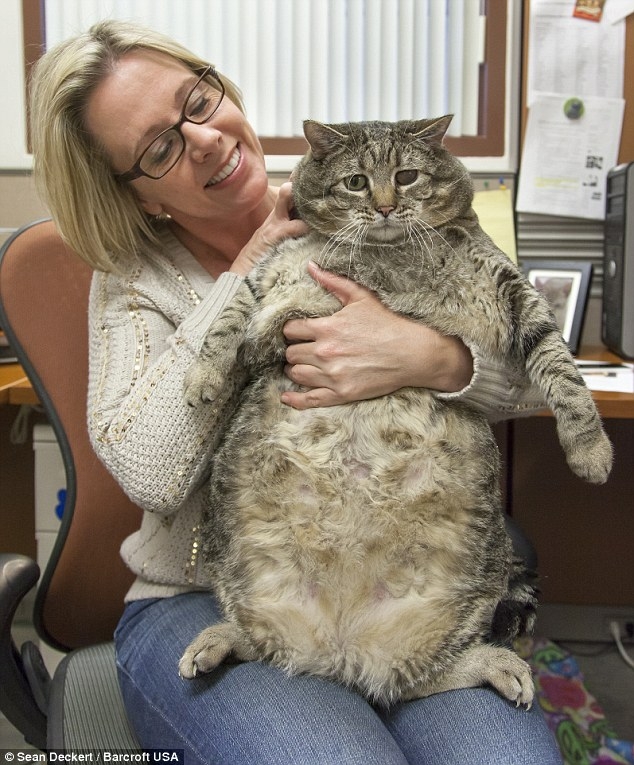  Cùng gặp gỡ chú mèo béo nhất thế giới