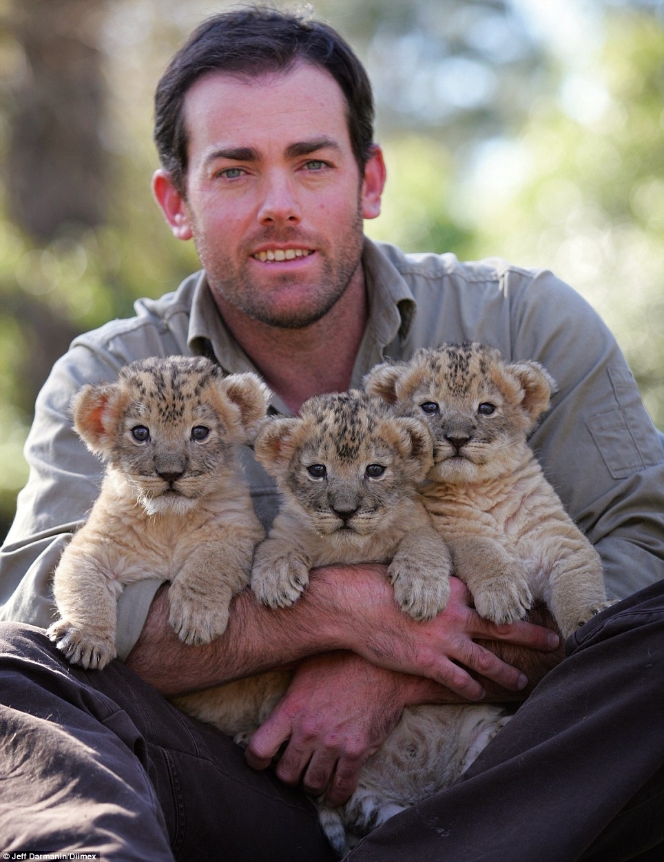Anh chàng can đảm nhận nuôi 3 chú sư tử con