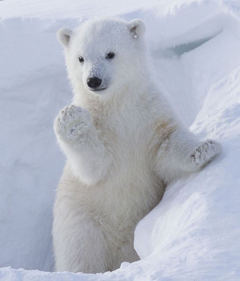 Bé gấu Bắc cực tự tin tạo dáng trước ống kính