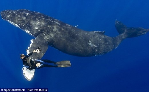 Thích thú với trải nghiệm lặn ngắm cá voi