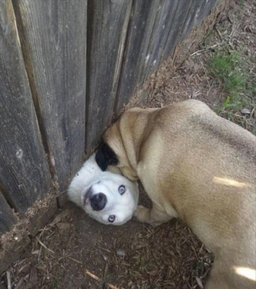 
	
	Gương mặt hoảng hốt khi bị kẹt vào hàng rào nhà hàng xóm