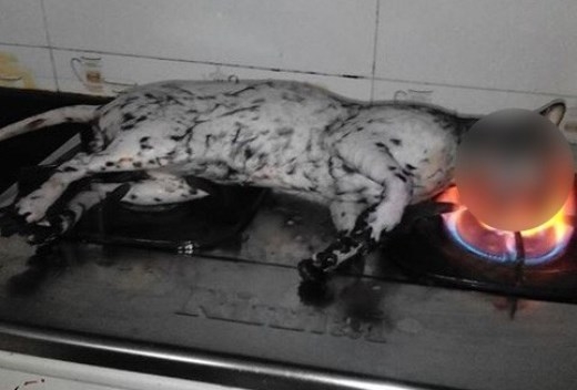 Chàng trai gây phẫn nộ vì nướng mèo trên bếp gas 