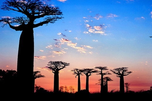 Ấn tượng đại lộ cây baobab biểu tượng xứ Madagascar