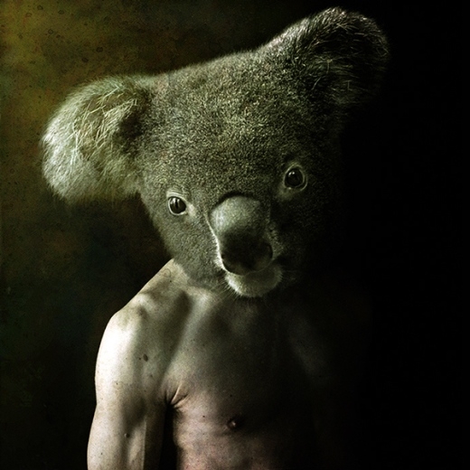 
	
	Chú gấu Koala đáng yêu thường ngày bỗng trở nên khá đáng sợ khi được ghép vào thân thể con người