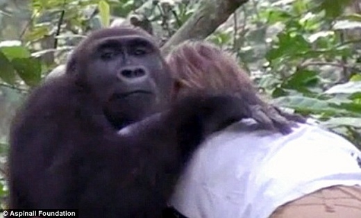 
	
	Chú khỉ đã ôm chầm lấy cô gái
