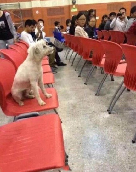  Chú chó ngồi chó thường ngồi chăm chú nghe giảng