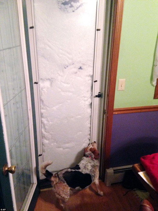 
	
	Một con chó mắc kẹt trong ngôi nhà ở Buffalo, New York vì tuyết ở bên ngoài đã lấp kín cửa.