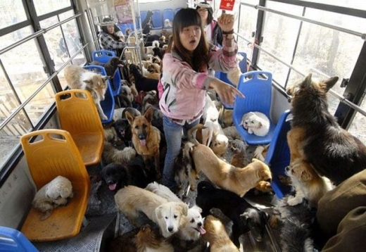 
	
	Dắt các em cún cưng đi xe buýt
