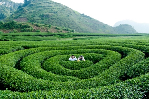 
	
	Vườn chè với sự tạo kiểu vô cùng duyên dáng tại Mộc Châu