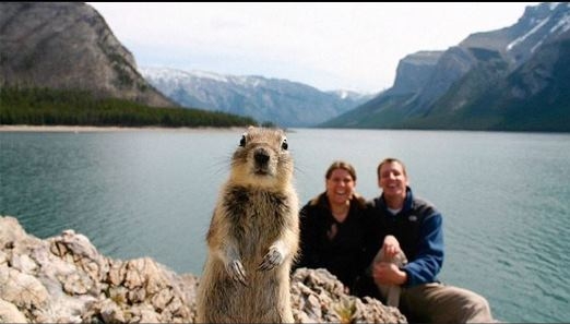 
	
	Melissa Brandts và chồng cô rất ngạc nhiên khi thấy một con sóc nhỏ nhắn, xinh xắn vô tư chạy vào cùng chụp ảnh, và vô tình trở thành nhân vật chính tại Vườn Quốc gia Banff ở Canada.