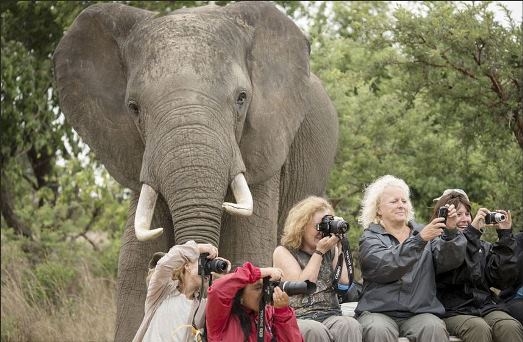 
	
	Khách du lịch Rhino ở Trung tâm Bảo tồn động vật hoang dã Zimbabwe trong khi đang giơ máy ảnh để ghi lại những hình ảnh những con vật ngoài đồng cỏ, thì bất ngờ một con voi khổng lồ xuất hiện phía sau họ...
