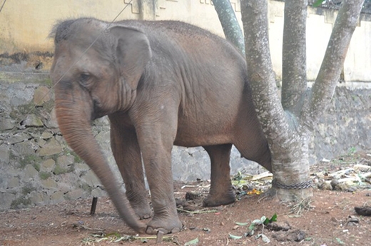 
	
	Sau khi quật chết người, voi được đưa về trụ sở UBND xã, xích chân vào gốc cây.