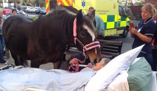 
	
	Một bệnh viện ở Wigan, Anh Quốc đã thực hiện điều ước trước khi ra đi cho bà Sheila Marsh được nhìn thấy con ngựa yêu quý lần cuối. Nhà dưỡng lão Royal Albert Edward đã vận chuyển chú ngựa được bà Marsh chăm sóc trong suốt 25 năm. Các y tá đẩy giường của bà tới khu vực đỗ xe để bà được nói lời vĩnh biệt.