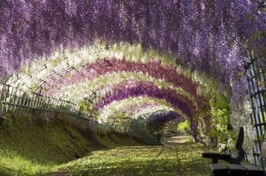 
	
	Vườn hoa tử đằng ở Kitakyushu, Nhật Bản