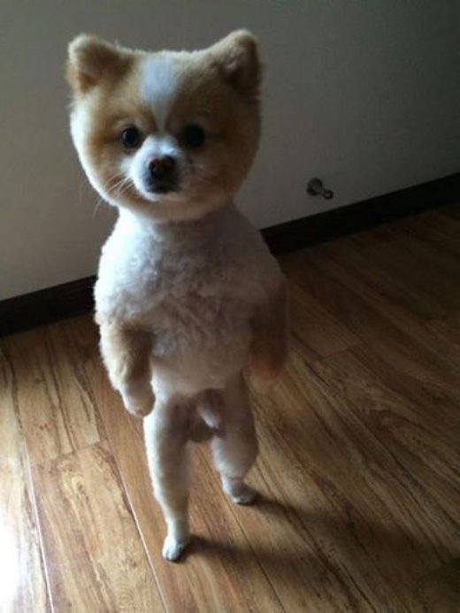 
	
	Chú chó Jin Dan với vẻ mặt không đồng tình đứng bằng 2 chân phản đối việc “cắt tóc”