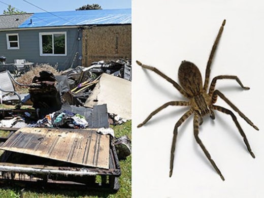 
	
	Căn nhà bị phá nát chỉ để giết một con nhện.