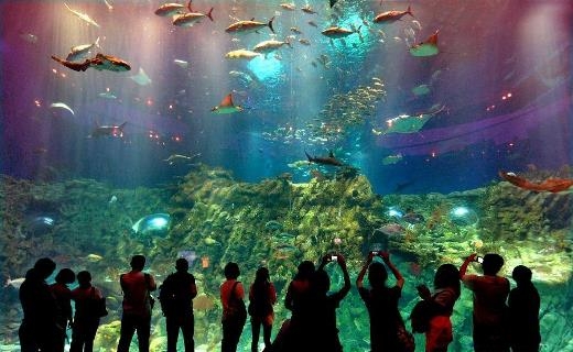 
	
	Thủy cung ở công viên Hải Dương được xem là một trong những thủy cung hoành tráng và nhiều loài cá nhất thế giới
