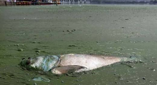 
	
	Sự ô nhiễm kinh khủng đến mức, cá cũng không thể tồn tại được. 