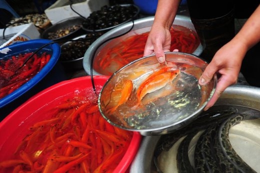 
	
	Cửa hàng bán cá của chị Lê Thị Chuyên, chợ hàng Bè (Hoàn Kiếm, Hà Nội) có cá chép đỏ phục vụ ngày cúng ông Công ông Táo. Giá bán khoảng 30 nghìn 3 con cá nhỏ, hơn 50 nghìn 3 con cá to. Từ hôm qua, chị đã bán được già nửa trong số 8 kg cá nhập về.