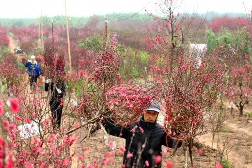 
	
	Chị Hương, một người làm vườn cho biết, mọi người đang tất bật vận chuyển đào khỏi vườn, đảm bảo bán hết trước ngày 1 Tết.