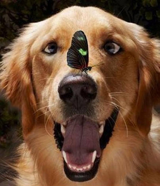 
	
	Hội những chú chó sẽ nhanh lé mắt khi thấy...bướm.