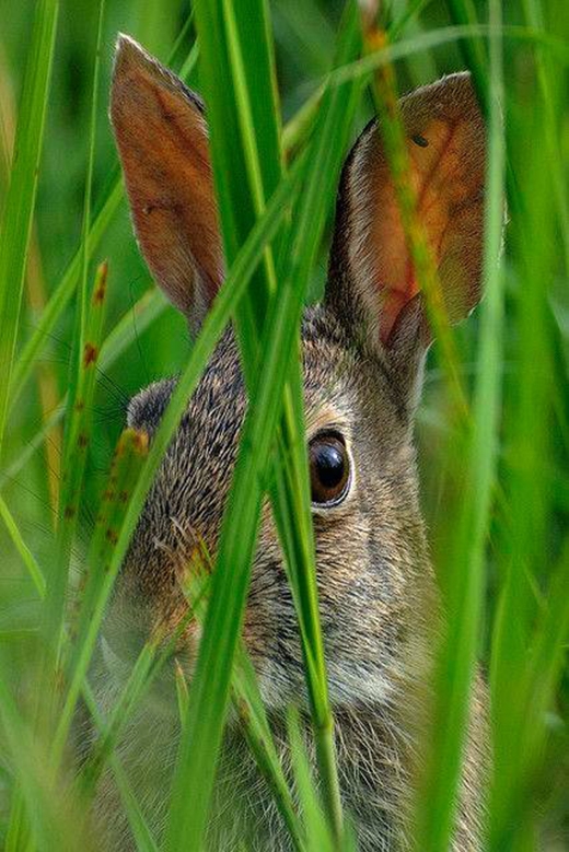 
	
	Một chú thỏ đang giương tròn mắt.