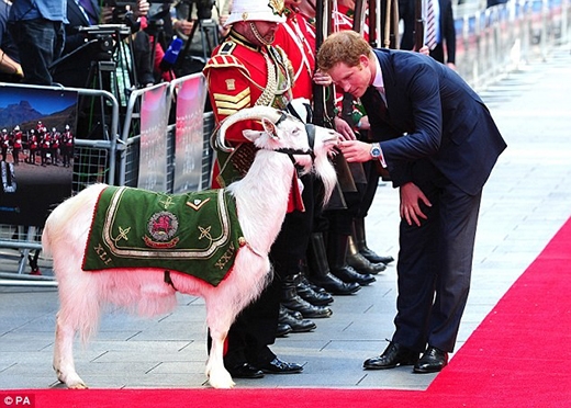 
	
	Hoàng tử Harry chào chú dê Shenkin thuộc quân đội hoàng gia xứ Wales trong một sự kiện tháng 6/2014. Ảnh: Daily Mail 