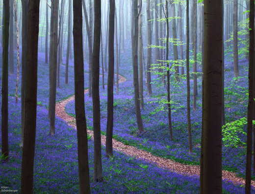 
	
	Rừng Hallerbos ở Bỉ trải màu xanh tím mộng mơ của loài hoa chuông xanh.
