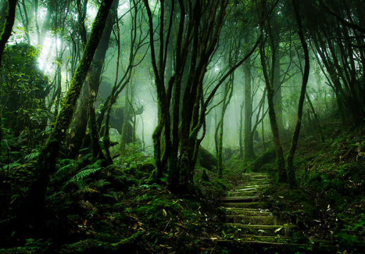
	
	Con đường phủ đầy rêu xanh ở rừng quốc gia Taipingshan, Đài Loan.