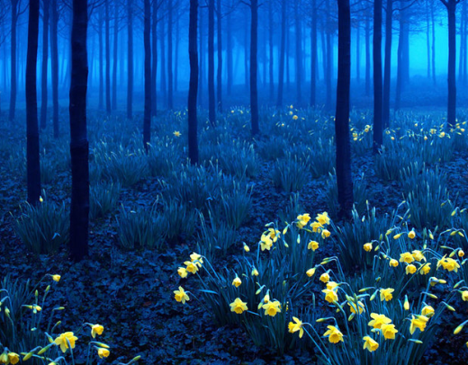 
	
	Khu rừng được trải thảm hoa thủy tiên vàng ở North Greenwich, London, Anh.