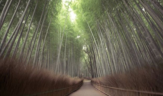 
	
	Rừng tre nổi tiếng ở Arashiyama, Nhật Bản.