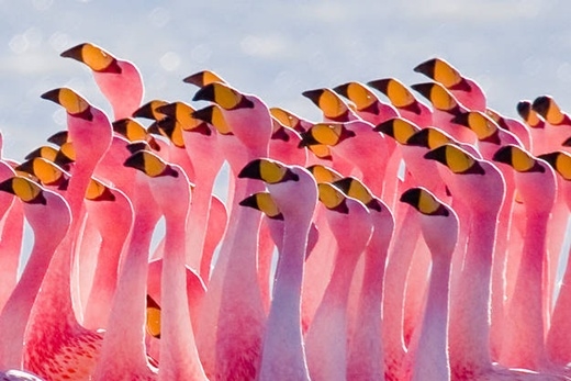 
	
	Chim hồng hạc có màu hồng là do các thực phẩm chúng ăn chứa một lượng các sắc tố carotenoid, bao gồm cả tảo và tôm. Một khi lông của chúng rụng đi thì màu hồng trên thân hình của chúng cũng nhạt dần theo.