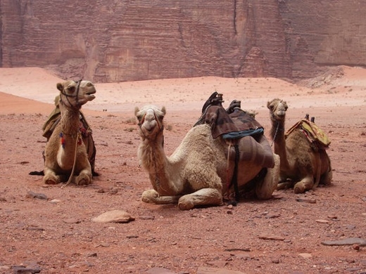 
	
	Những con lạc đà có tận 3 mí mắt để giúp chúng giúp bảo vệ lạc đà khỏi những cơn bão hay gió cát ở vùng sa mạc.