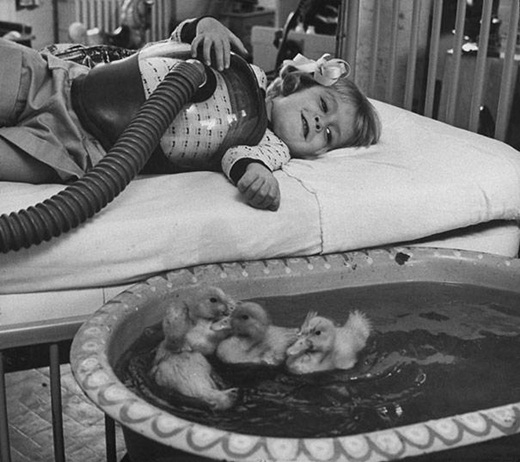 
	
	Động vật được dùng như là một liệu pháp chữa bệnh vào năm 1956.