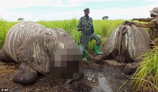 
	
	Những chú voi bị giết lấy trộm ngà và xẻo thịt một cách dã man.