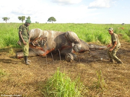 
	
	Nhân viên công viên quốc gia Garamba đang kiểm tra xác của một chú voi bị giết chết để lấy ngà.