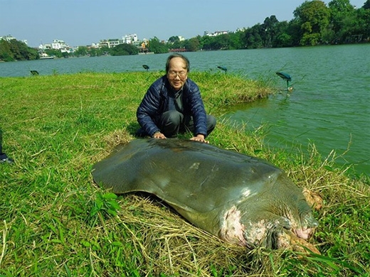 
	
	PGS.TS Hà Đình Đức luôn gắn bó với cụ rùa hồ Gươm (Ảnh: NVCC)