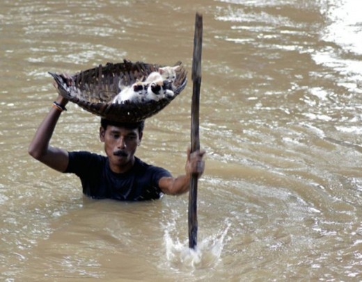 
	
	Bất chấp dòng nước chảy xiết, người đàn ông này đã mạo hiểm để giải cứu những chú mèo đáng thương. Quả thật, sinh mạng nào cũng rất đáng được trân trọng!