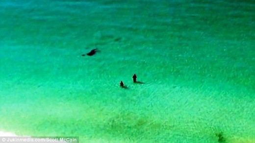 
	
	Trong lúc hai du khách đang mải mê tắm thì con cá mập đã bất ngờ xuất hiện.
