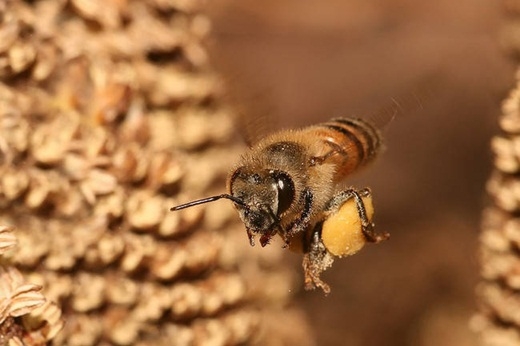 
	
	Sau khi giao cấu, bộ phận sinh dục của ong đực sẽ phát nổ và làm chúng mất mạng.