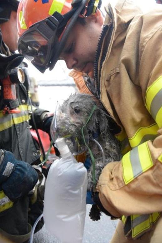 
	
	Chú chó được thở oxy ngay khi vừa được cứu ra khỏi đám cháy.