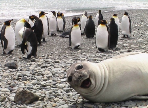 
	
	Chú hải cẩu đang hí hửng selfie khi tham quan 'nhà' của đàn cánh cụt.