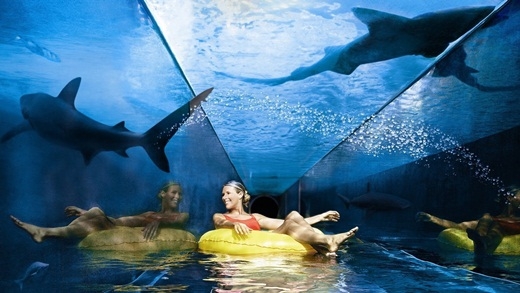 
	
	Trượt nước cùng cá mập ở công viên nước Aquaventure ở Dubai.